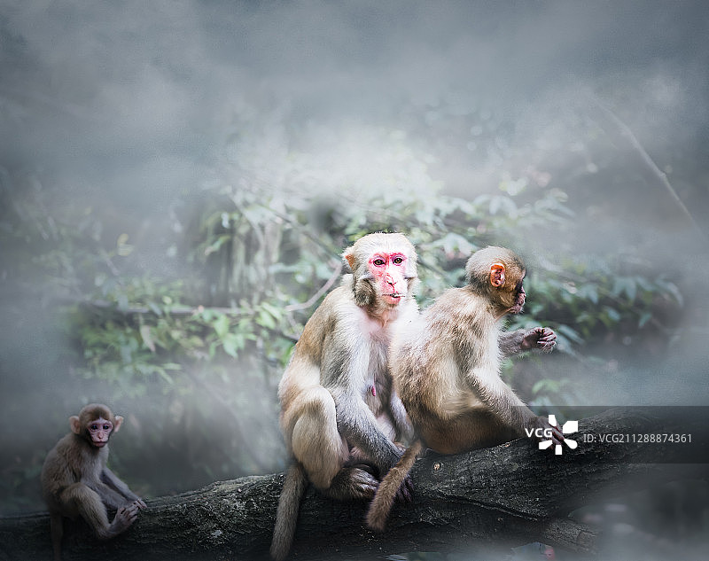 猴哥一家图片素材