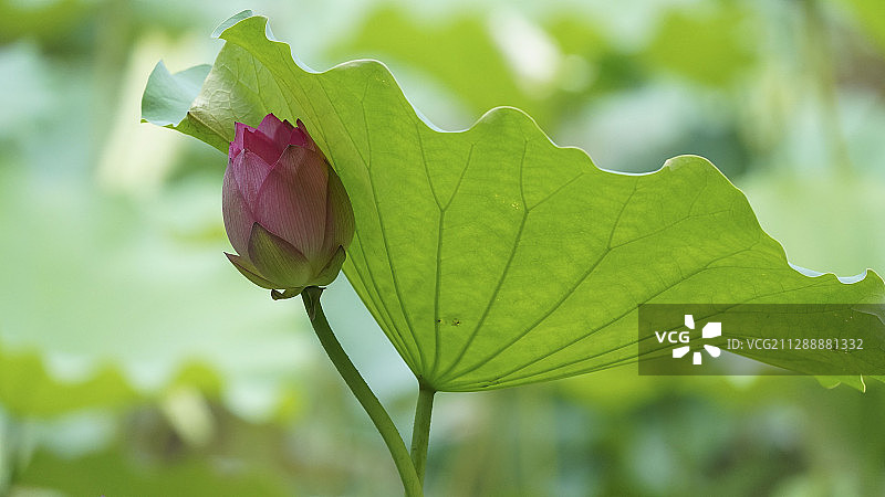 躲着的花蕾 荷花的花蕾躲在大的荷 叶下，象一个调皮的宝宝，让图片素材