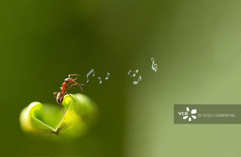 蚂蚁的消遣图片素材