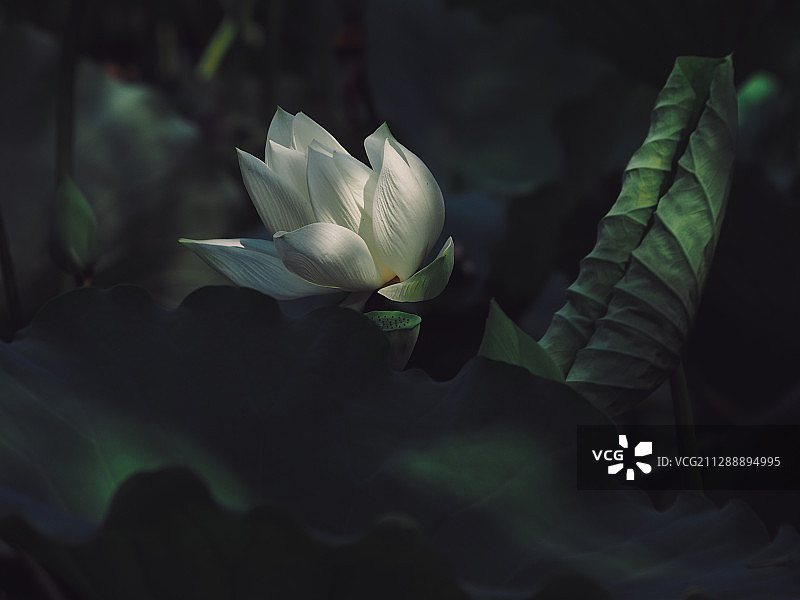 盛开的夏日荷花图片素材