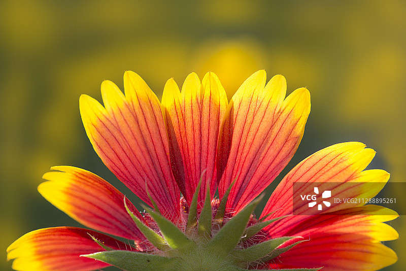 天人菊图片素材