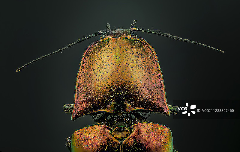 丽叩甲图片素材