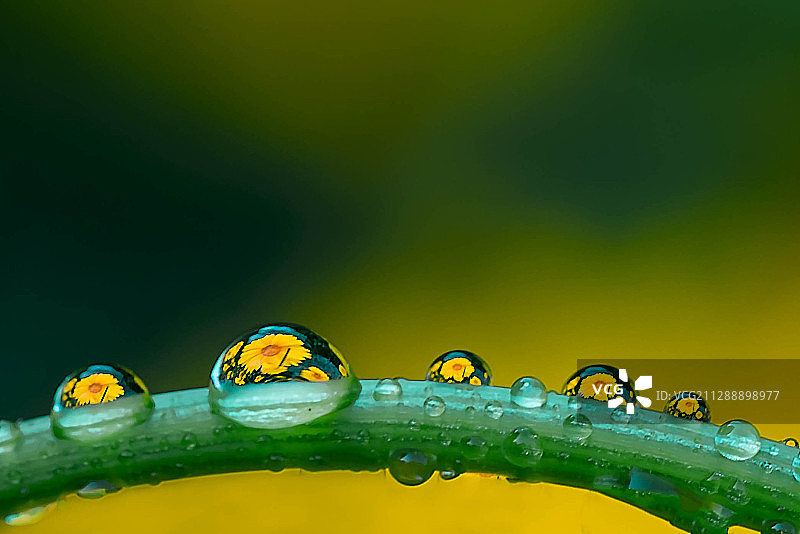 露珠中倒映的花儿图片素材