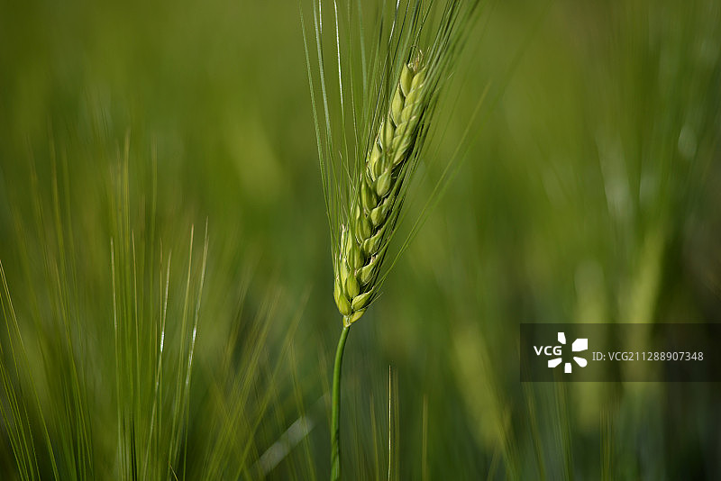 麦穗图片素材