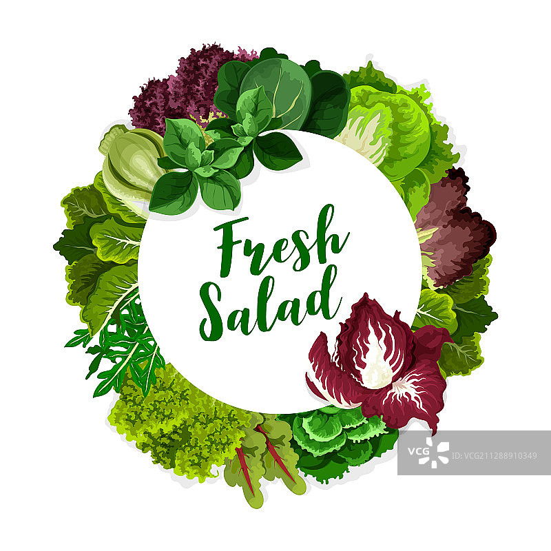 生菜沙拉叶、菠菜、芝麻菜、卷心菜图片素材