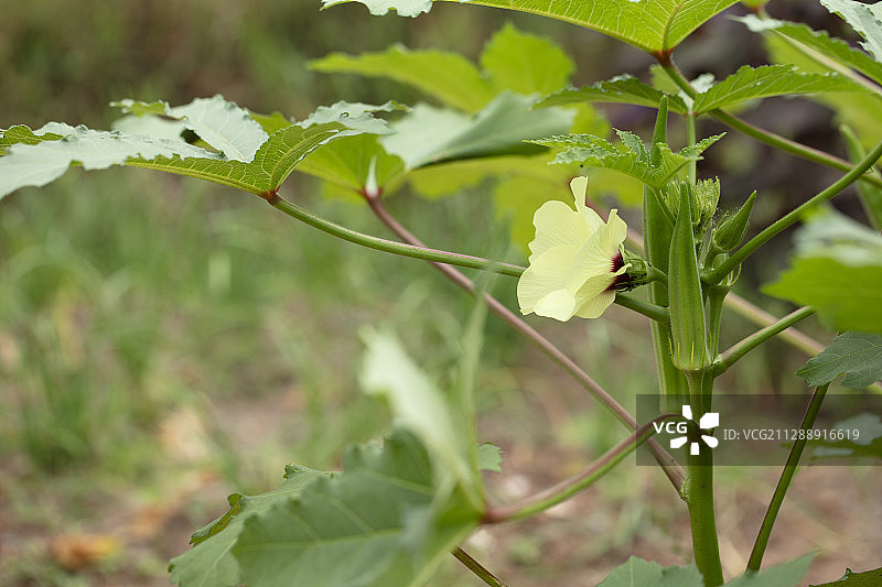 菜园里的秋葵图片素材