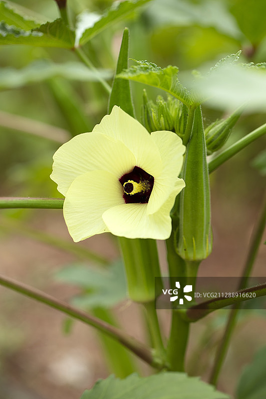 菜园里的秋葵图片素材