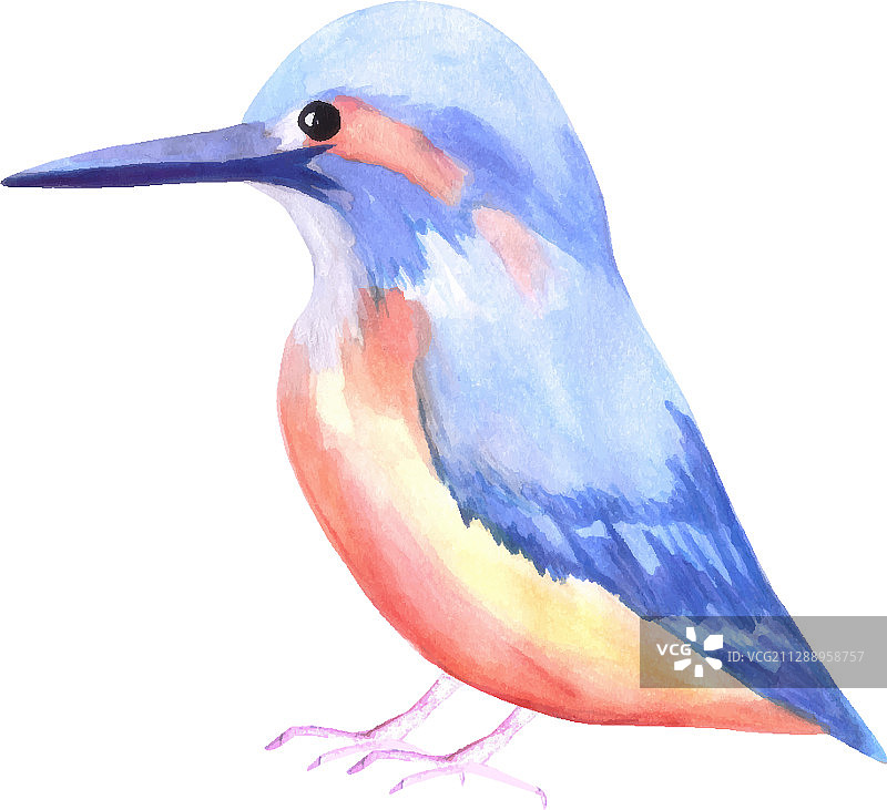 孤立在白色的普通翠鸟图片素材