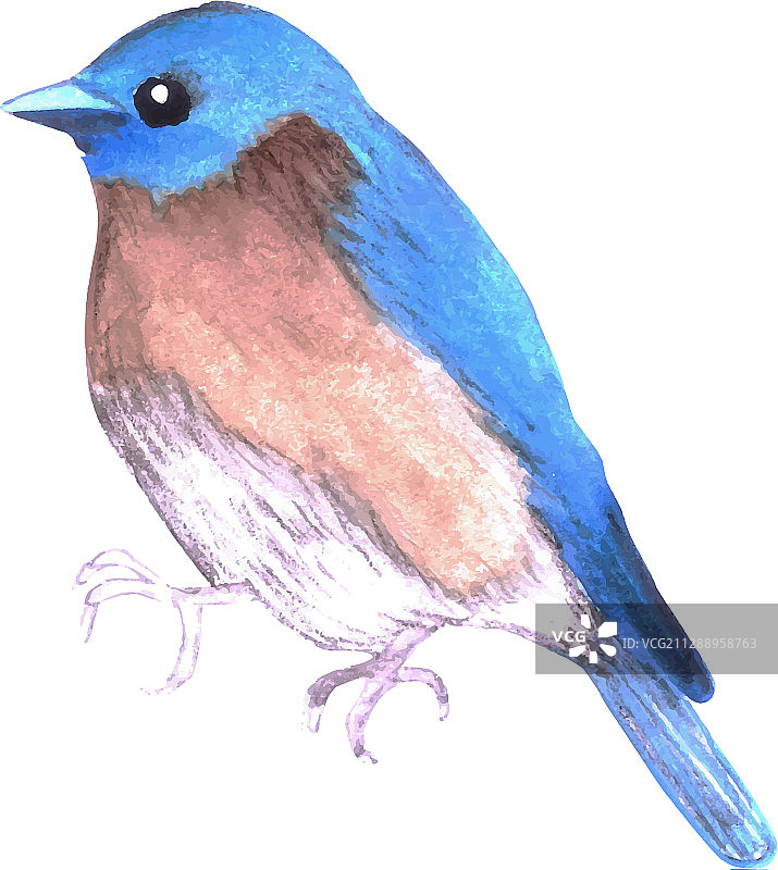 东部蓝知更鸟图片素材