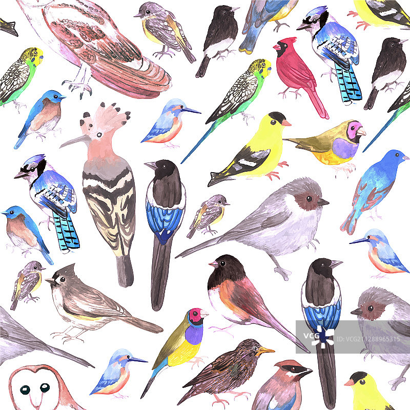 宠物和野生鸟类无缝图案图片素材