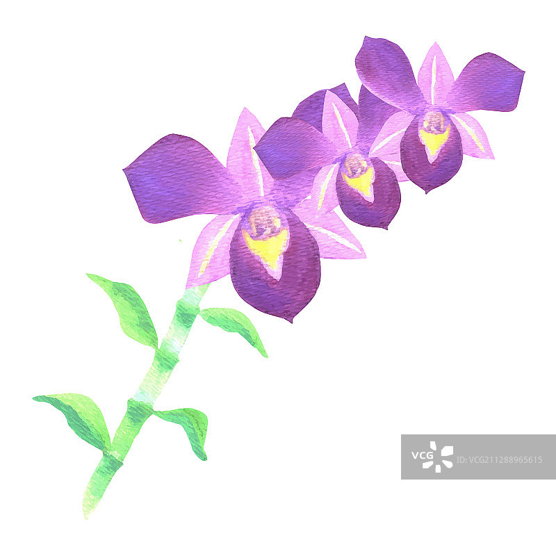 紫色石斛兰花与叶子图片素材