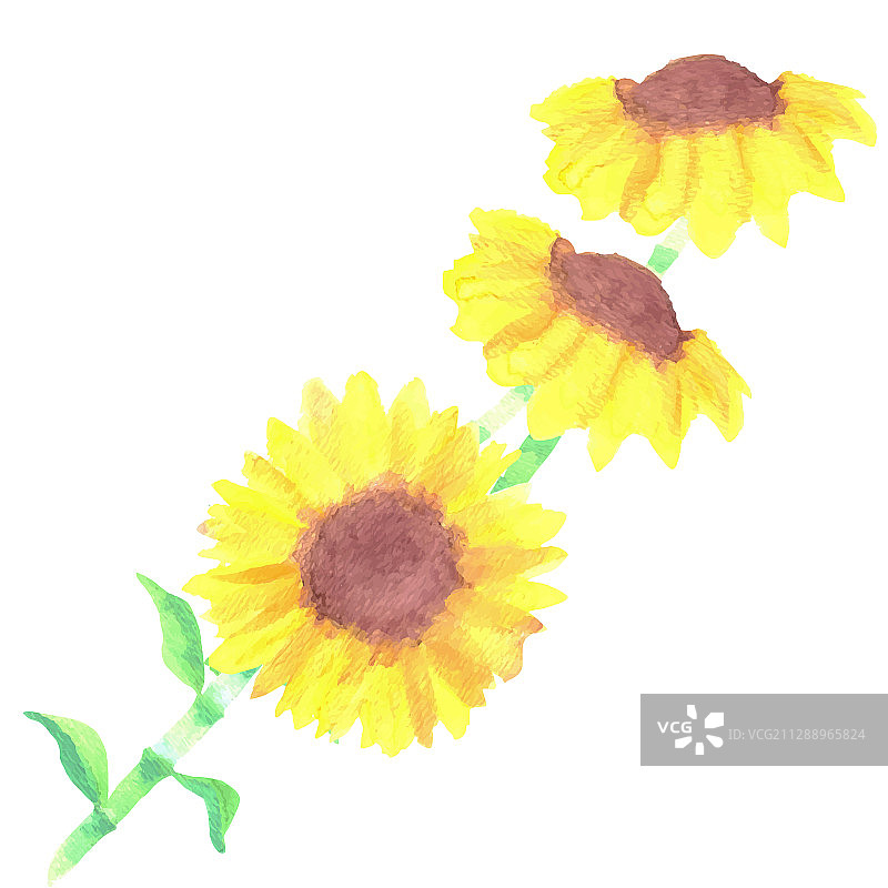 水彩向日葵图片素材