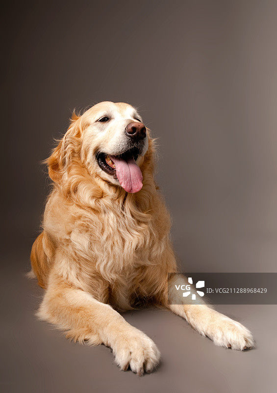 金毛犬图片素材