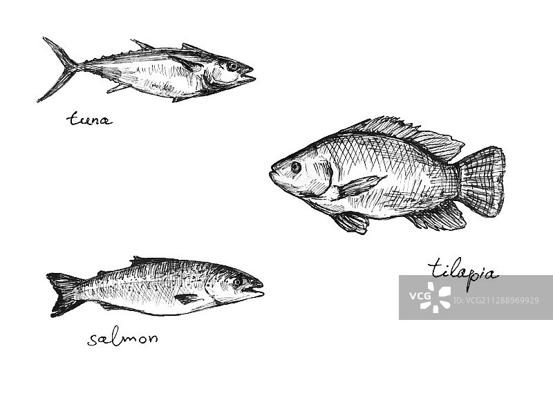 金枪鱼、罗非鱼和三文鱼合集图片素材