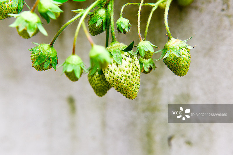 青色的草莓果实图片素材
