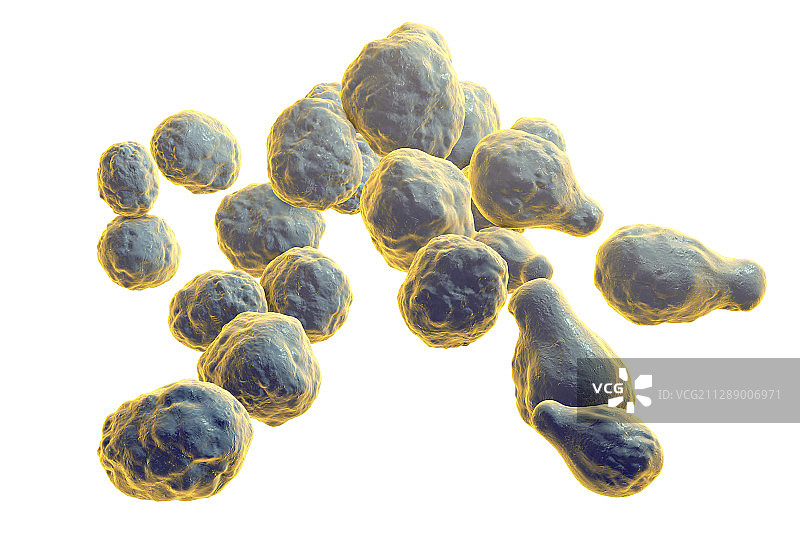 新型隐球菌插图图片素材