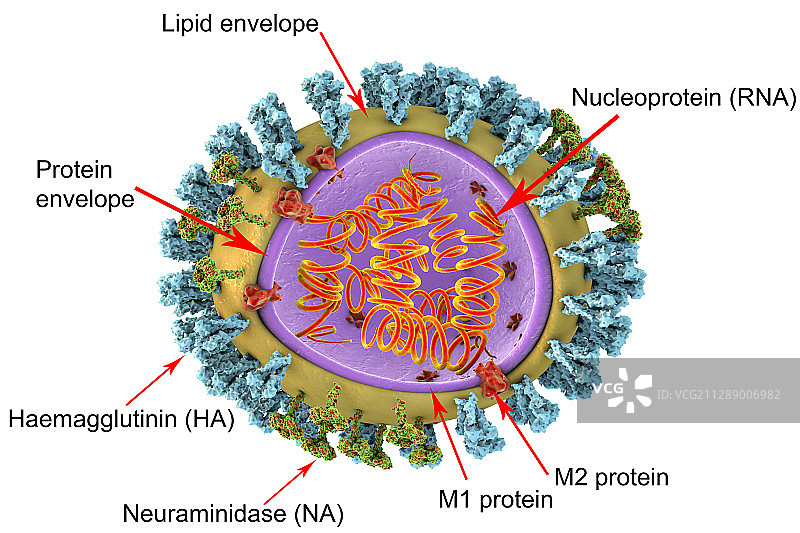 流感病毒结构图图片素材