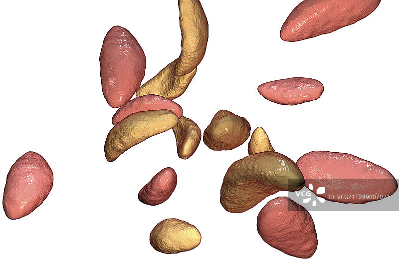 弓形虫寄生虫，图示图片素材