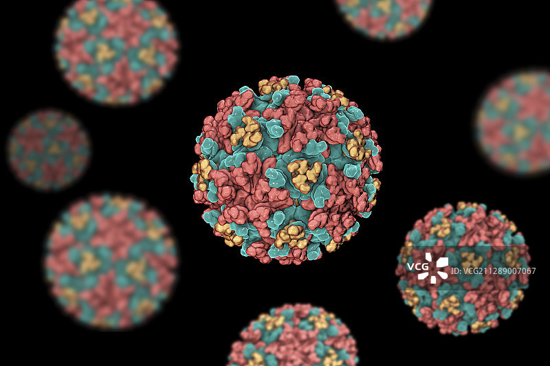 东部马脑炎病毒，说明图片素材