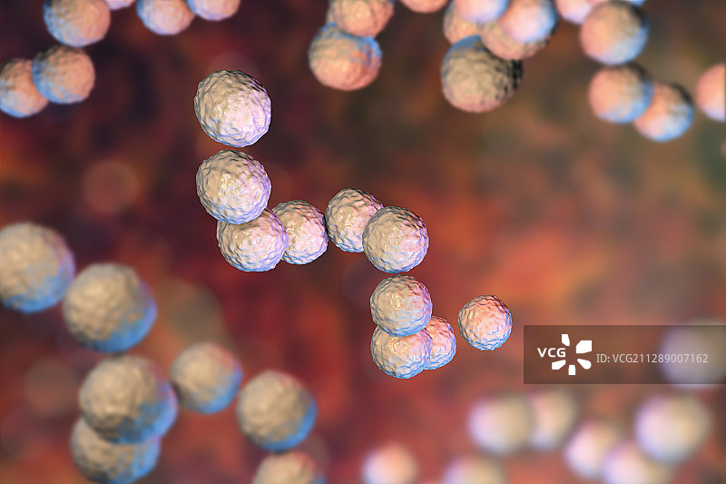 化脓性链球菌细菌，图示图片素材