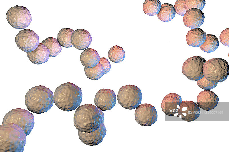 化脓性链球菌细菌，图示图片素材