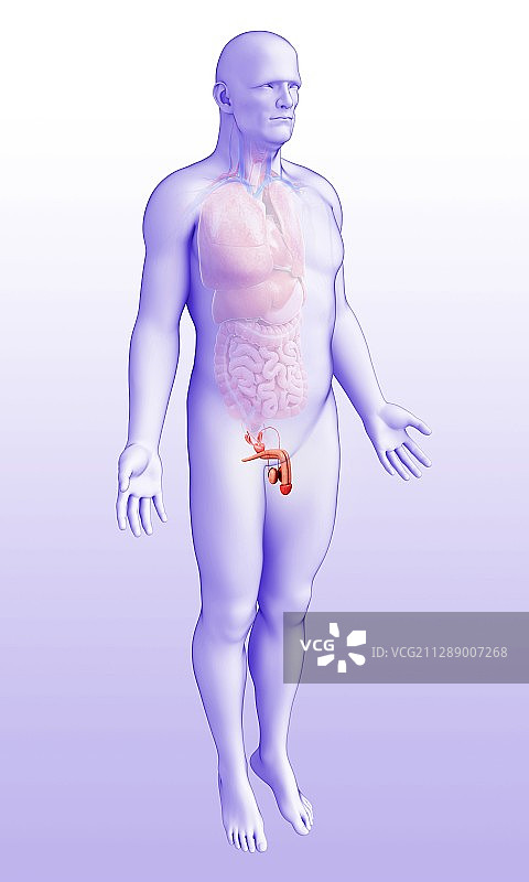 男性生殖器官插图图片素材