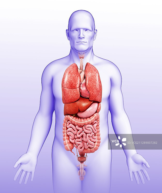 男性身体器官插图图片素材