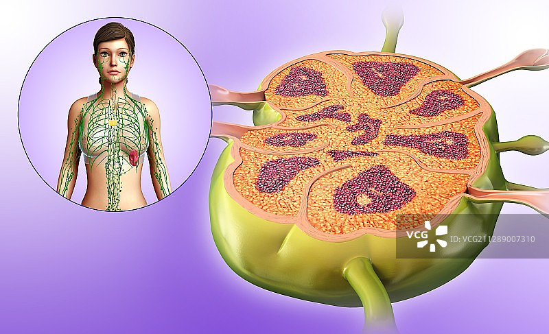 女性淋巴结结构示意图图片素材