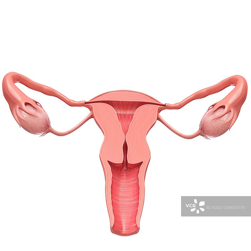女性生殖系统插图图片素材