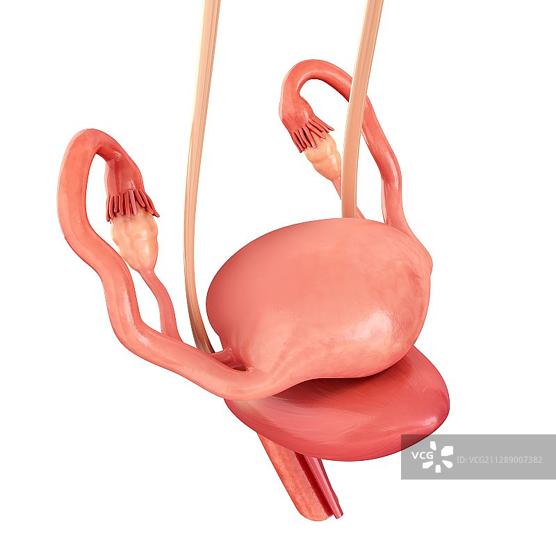 女性生殖器官，图示图片素材