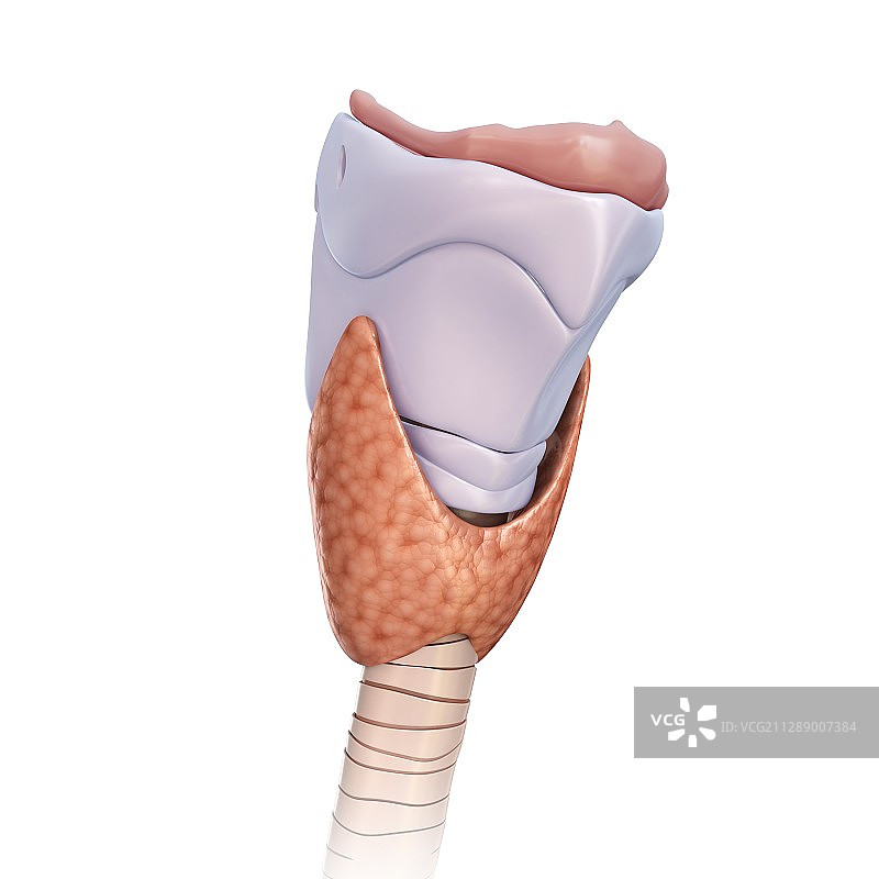 甲状腺和软骨插图图片素材