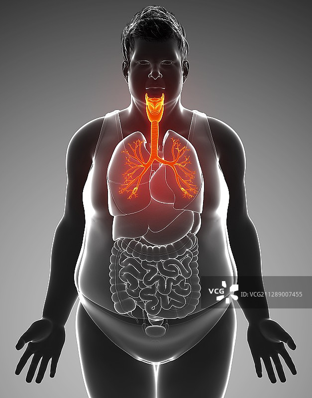 男性气管和支气管图示图片素材