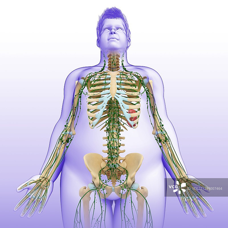 男性骨骼和淋巴系统图图片素材