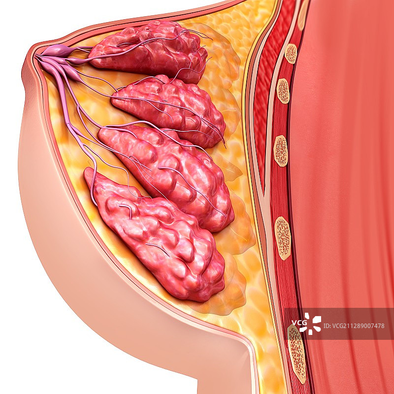 女性乳房解剖结构图图片素材