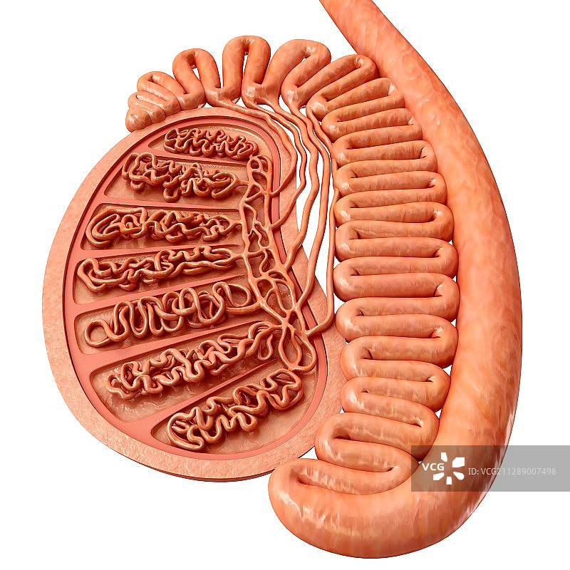 男性睾丸解剖结构图图片素材