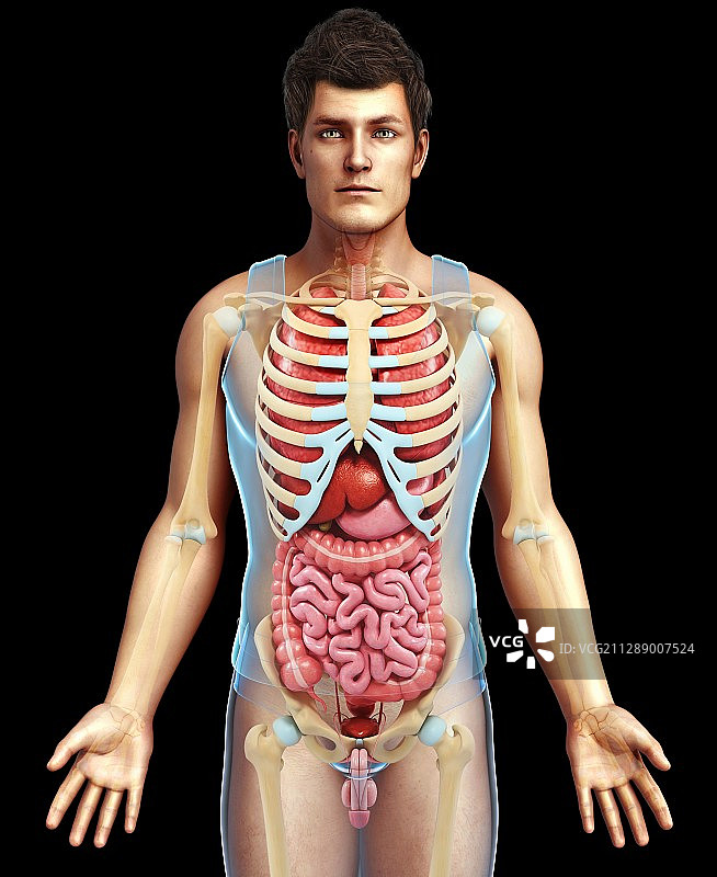 男性骨骼系统和身体器官插图图片素材