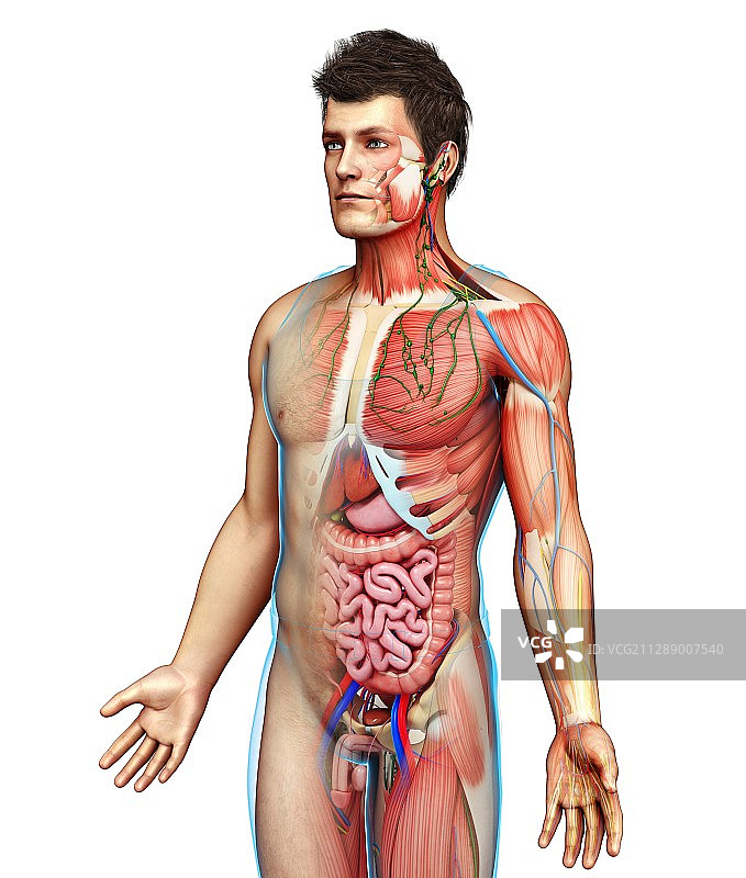 男性解剖学插图图片素材