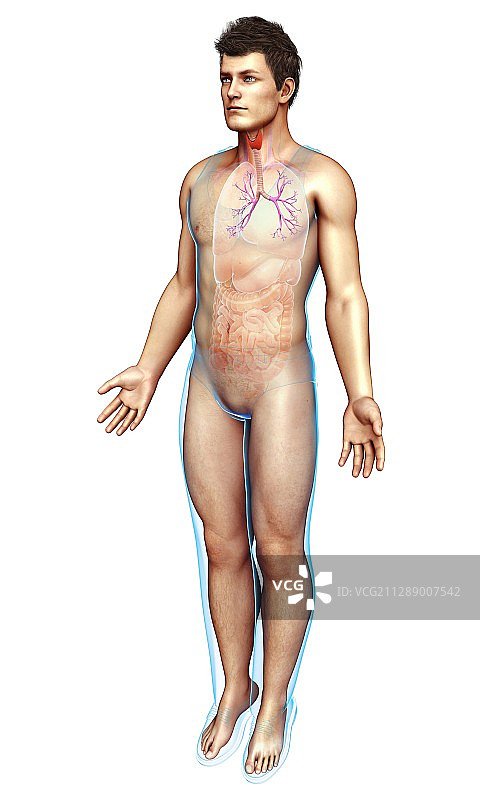 男性气管和支气管图示图片素材