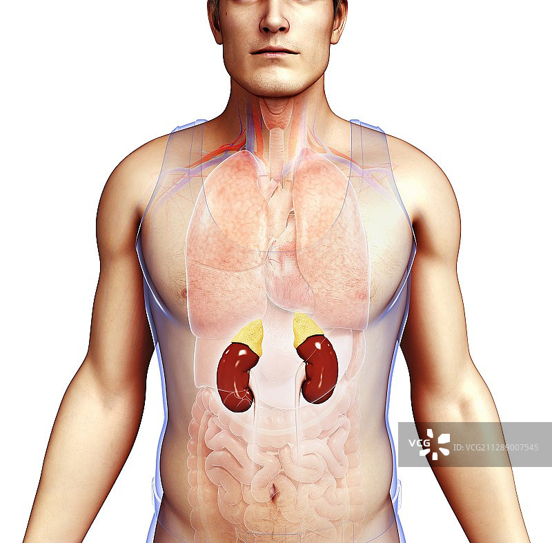男性肾脏插图图片素材
