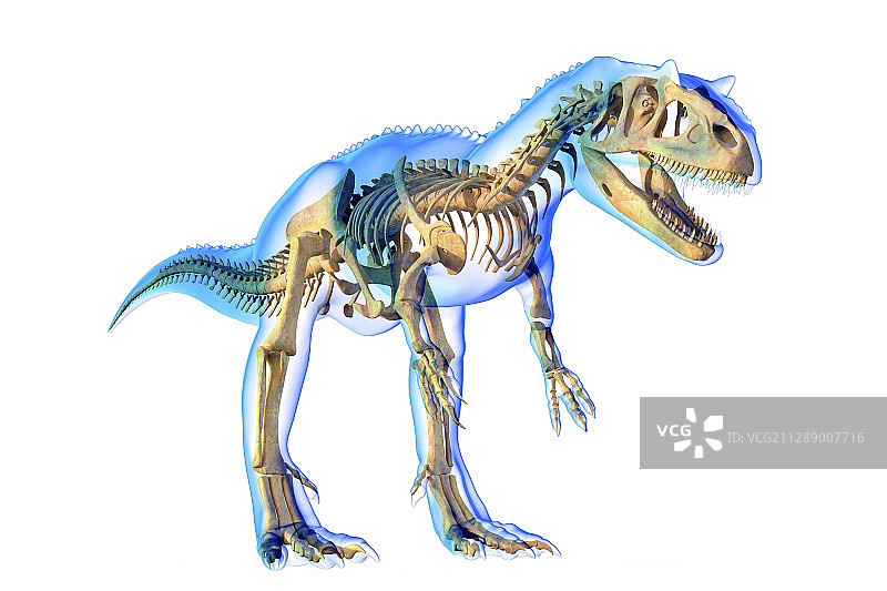 异特龙骨骼，插图图片素材