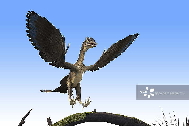 始祖鸟恐龙插画图片素材