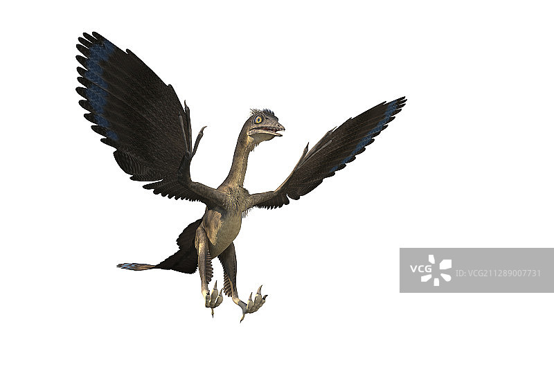 始祖鸟恐龙插画图片素材