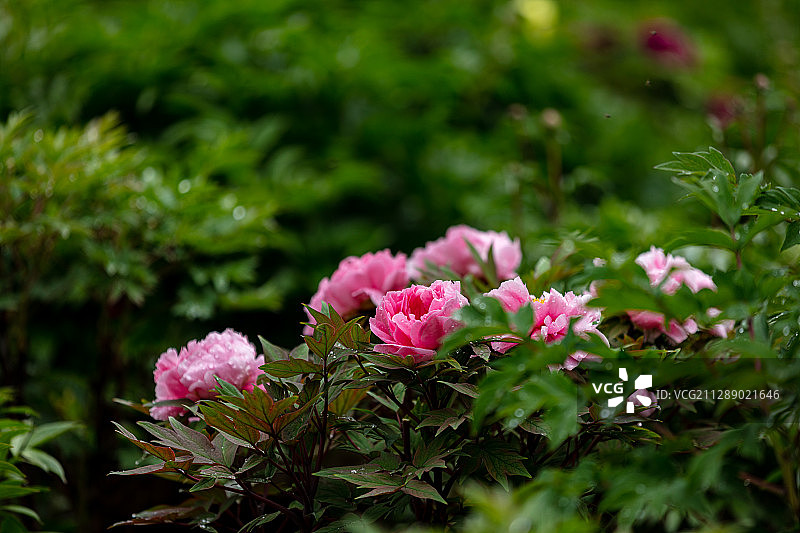 浅粉色牡丹花图片素材