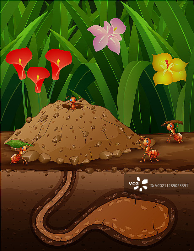 一群蚂蚁在地上工作图片素材