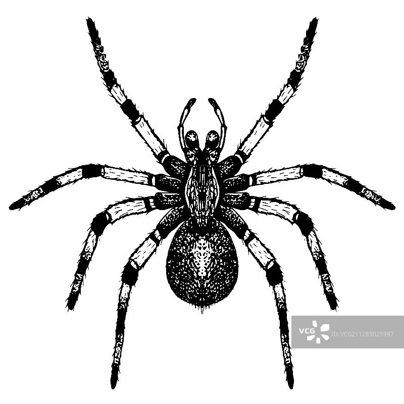 手绘狼蛛图片素材