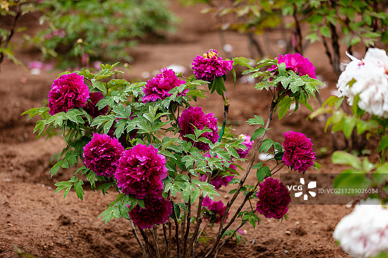 成群的紫牡丹图片素材