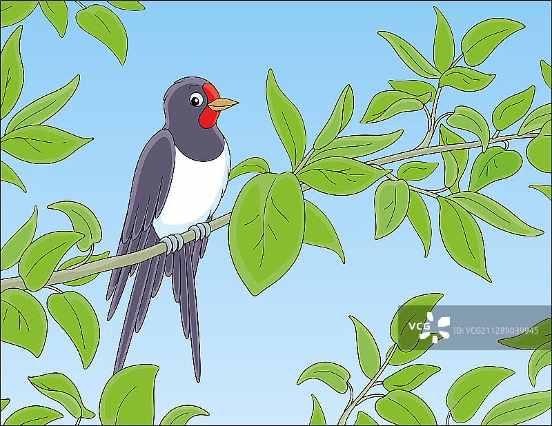 燕子栖息在绿色树枝上图片素材