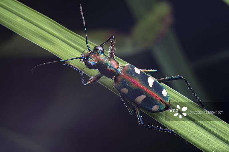 虎甲（tiger beetle）图片素材