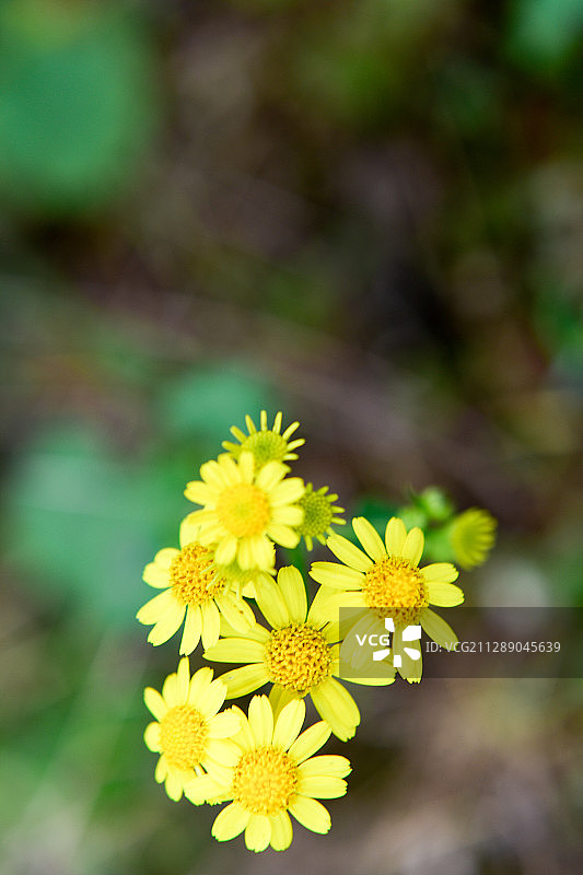 蒲儿根花朵花瓣图片素材