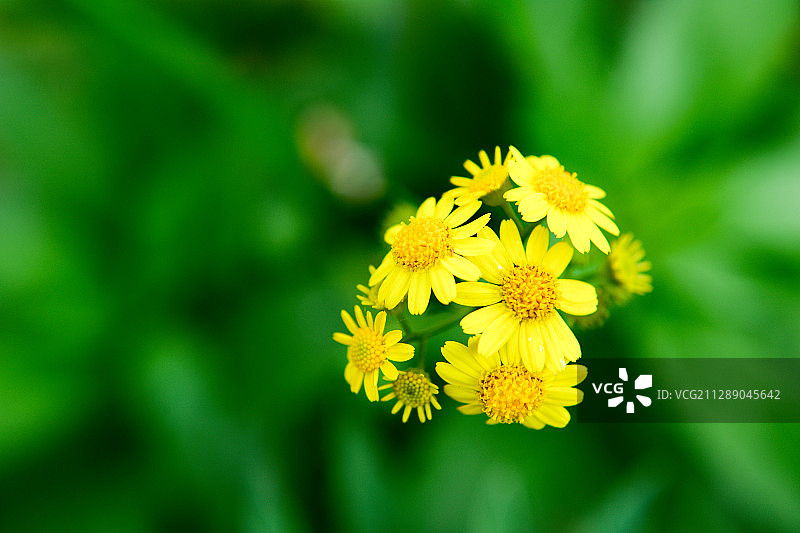 蒲儿根花朵花瓣图片素材